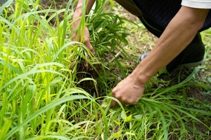 郡山市でお庭の雑草にお困りなら定期契約をご活用ください！