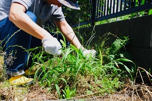 郡山市で除草剤を使わない「草むしり・草刈り」ならお任せください！