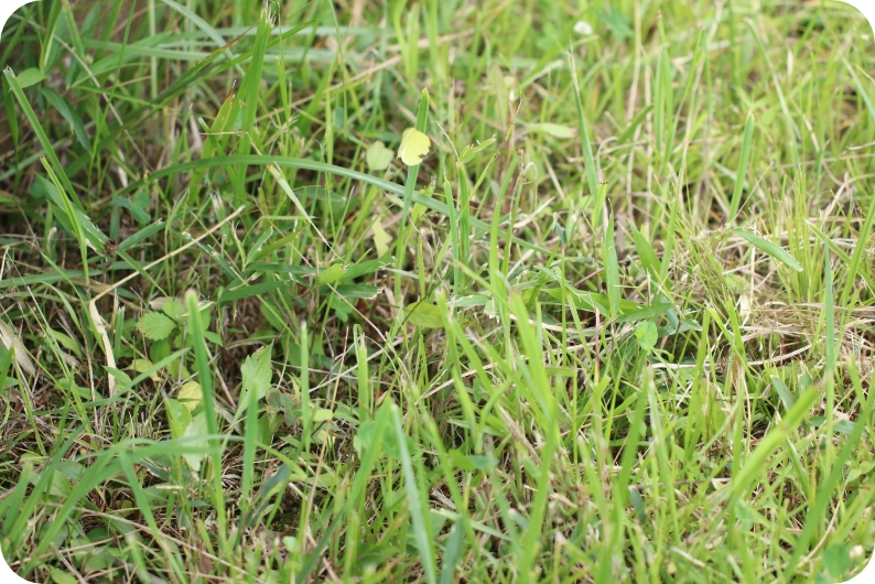 除草作業