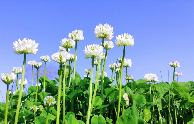 除草の裏ワザ・雑草対策