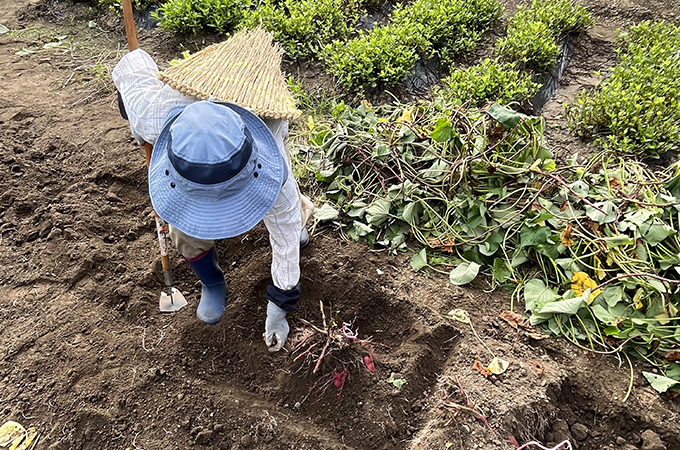 シニアお仕事風景ー農作業