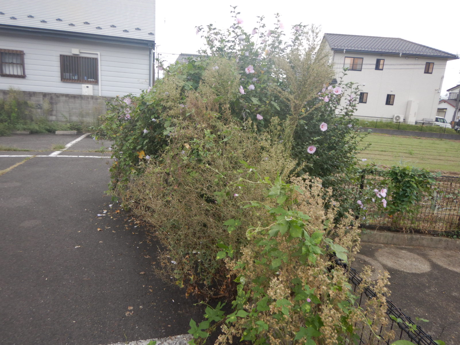【郡山市】駐車場除草作業事例 作業前02