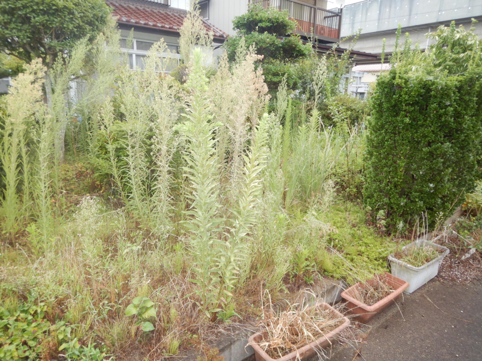 【郡山市】個人様宅除草作業事例 　作業前01