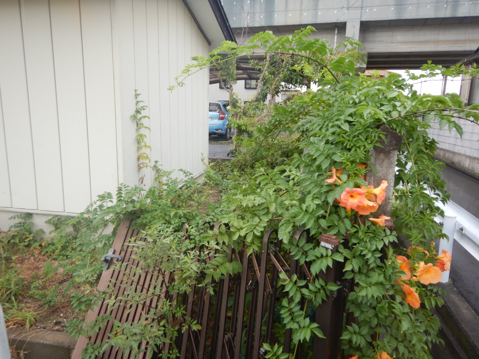 【郡山市】個人様宅除草作業事例 　作業前02