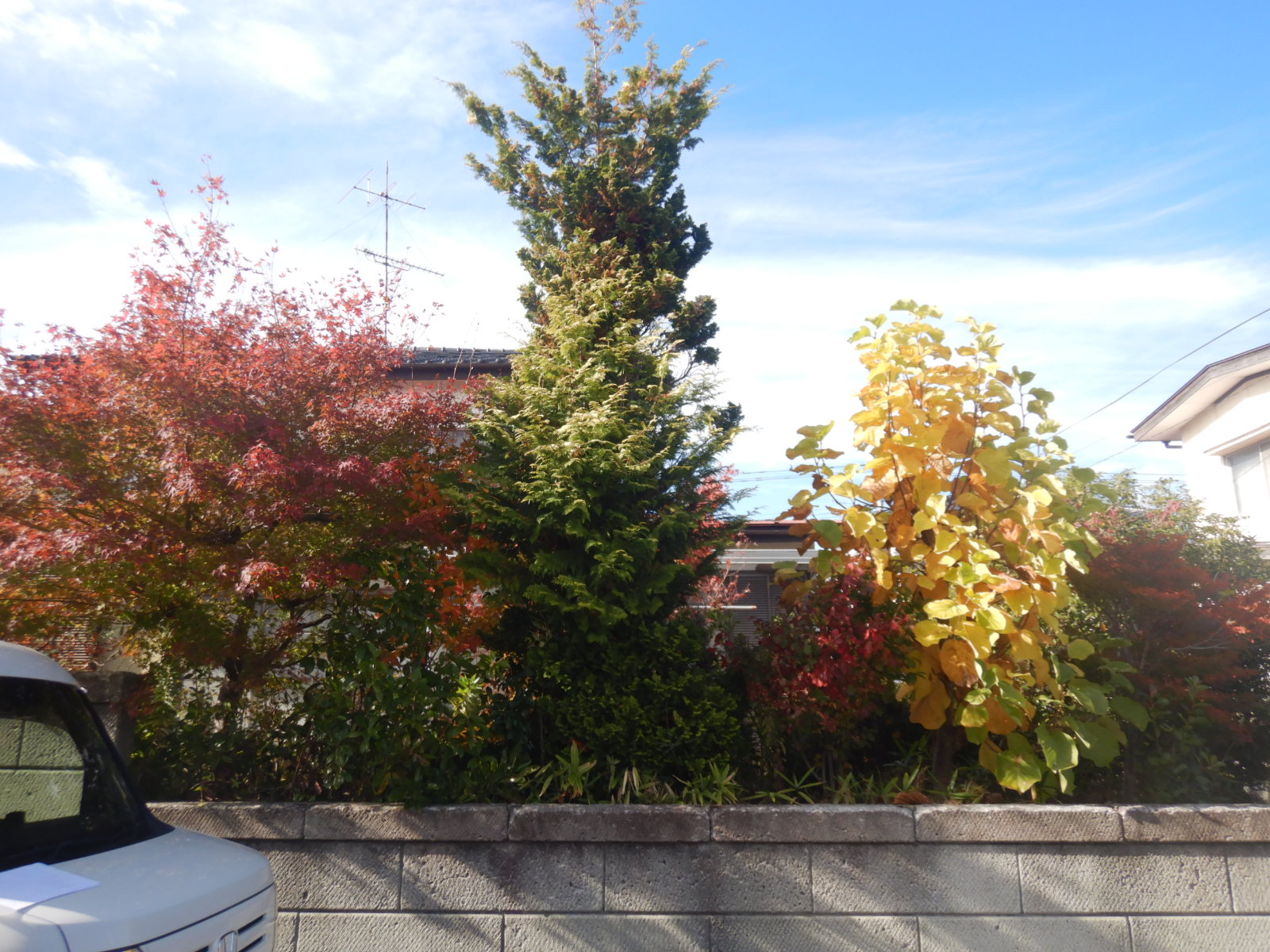 伐採剪定作業郡山市 before01