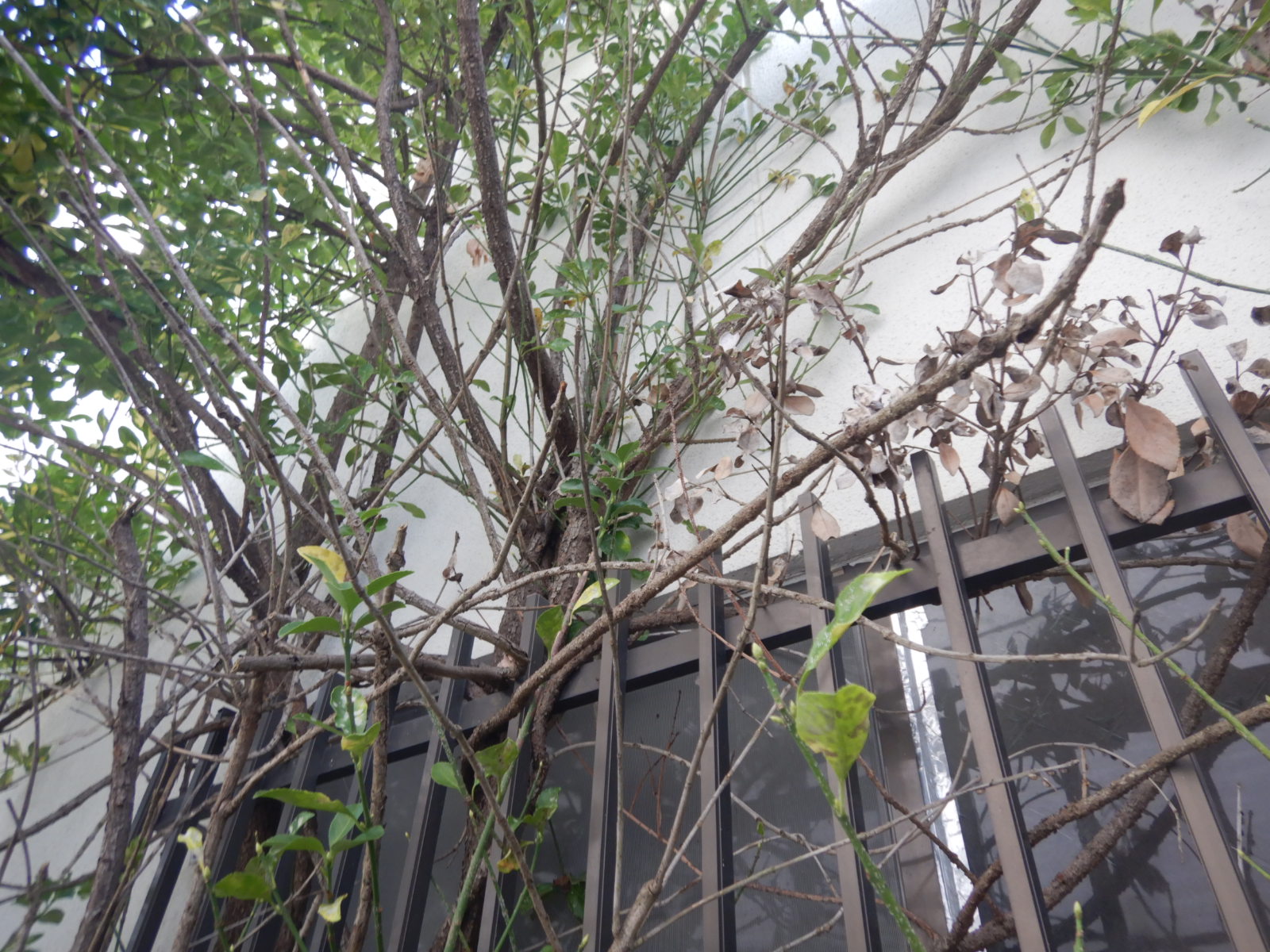 伐採剪定作業郡山市 before02