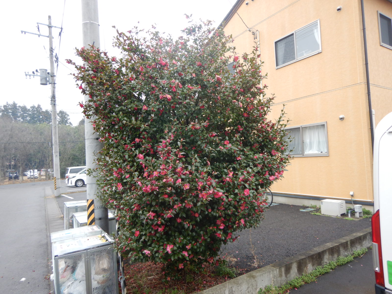 アパート敷地内の植栽剪定　before