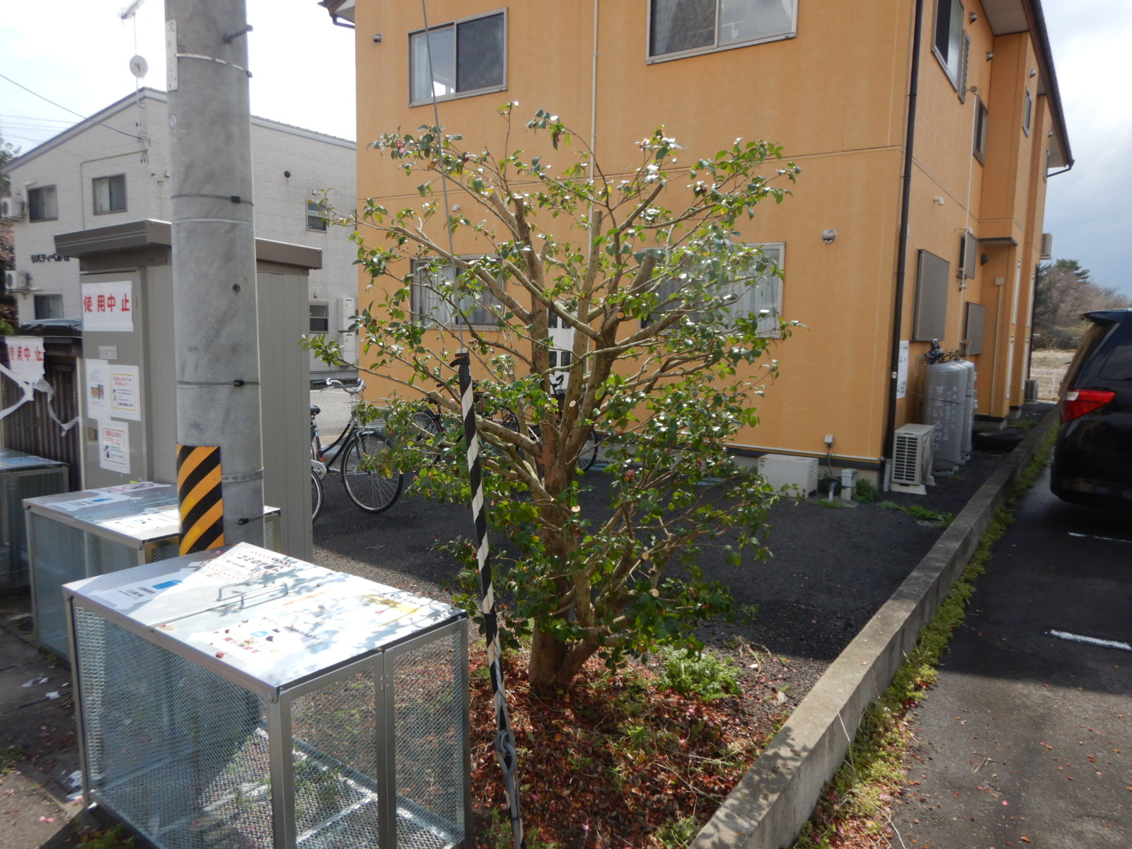 アパート敷地内の植栽剪定　after