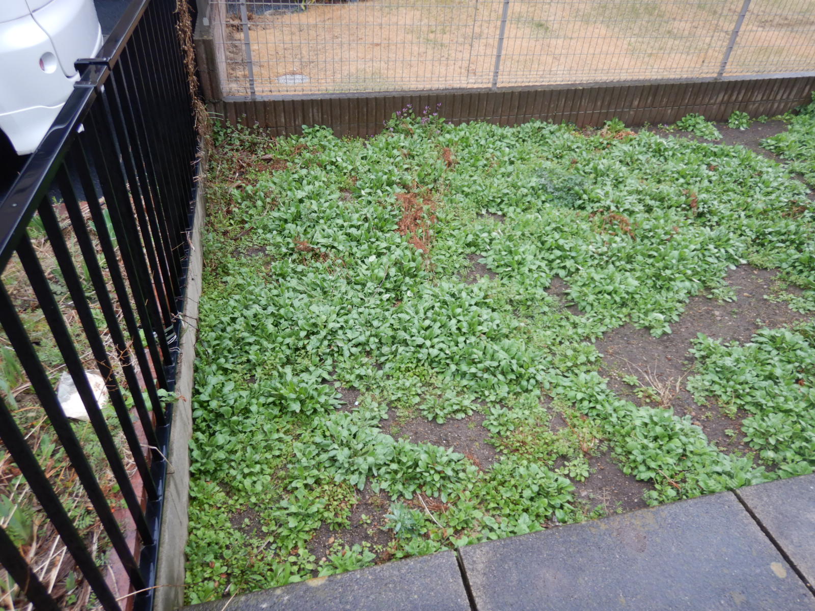 郡山市　アパート定期除草作業　before01