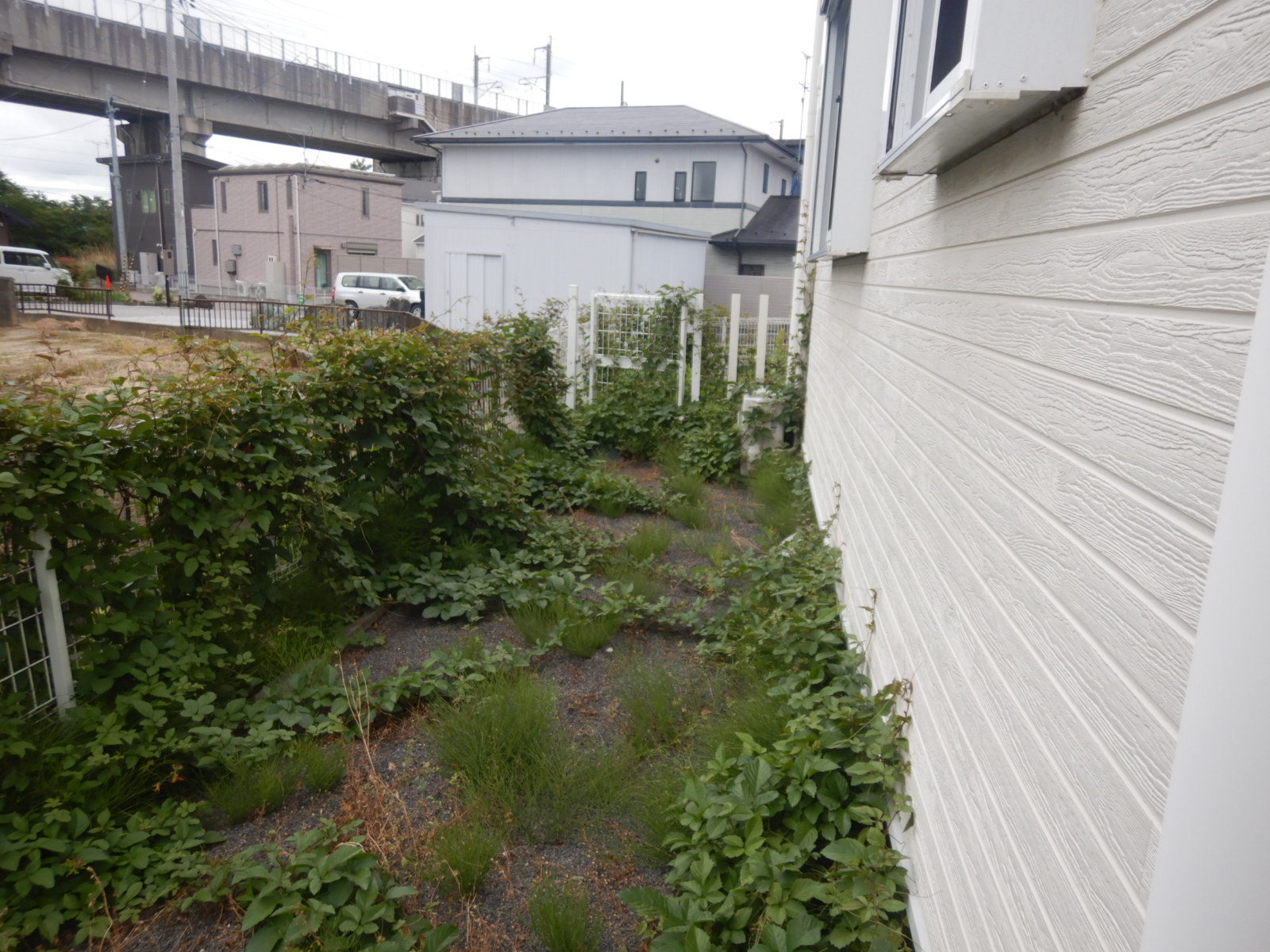 アパート定期除草作業前01